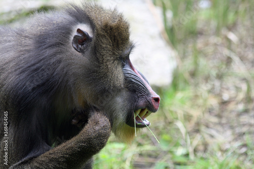 Mandrill photo