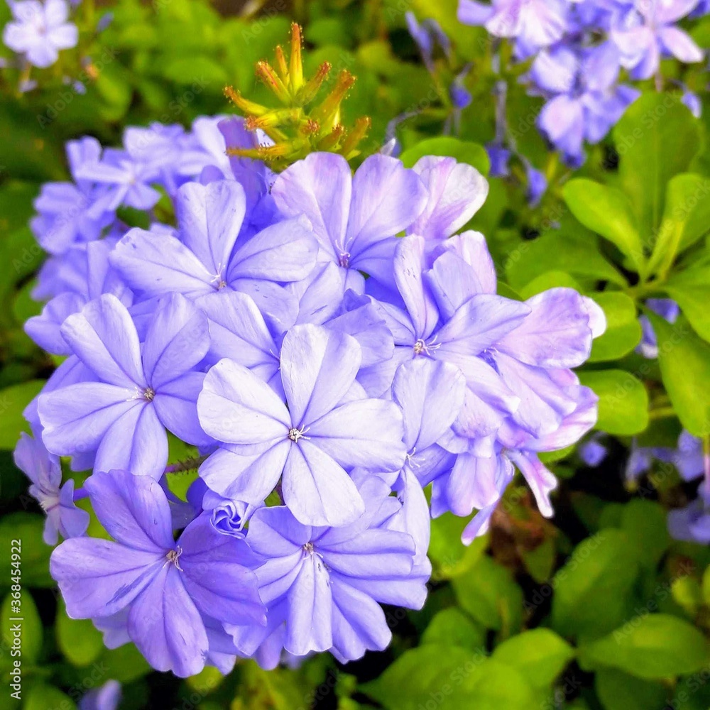 forget me not flowers forget me not flowers