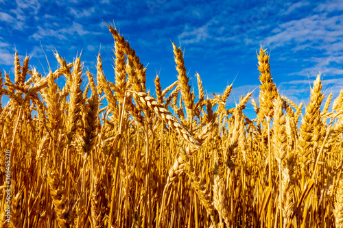 Closeup of wheat grains ready to harvest by a combine in a farmer's field against a deep blue sky with small clouds near Mount Pleasant, Michigan, USA in July