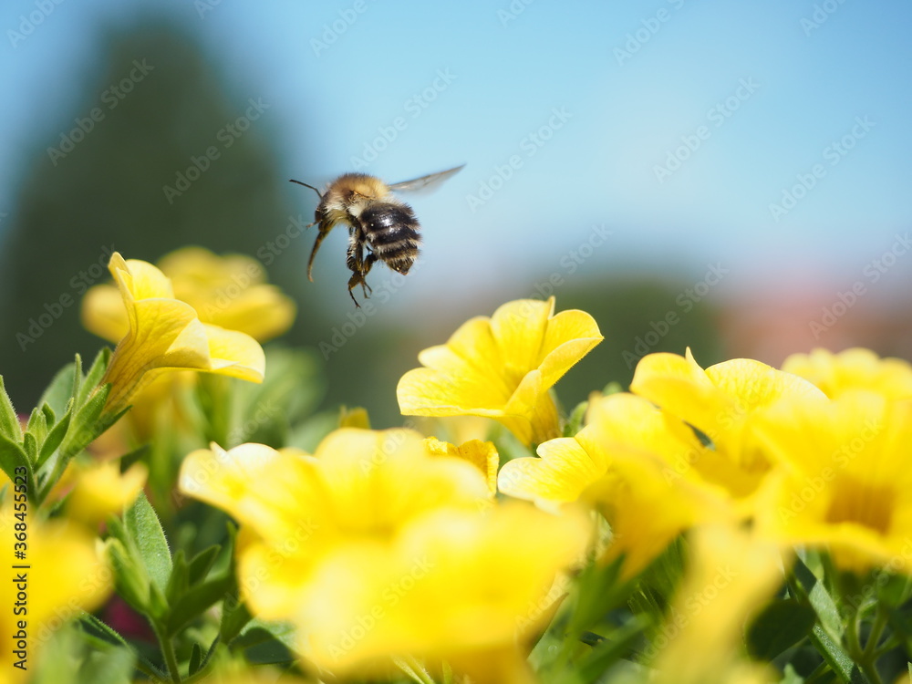 bee on flower bee on flower