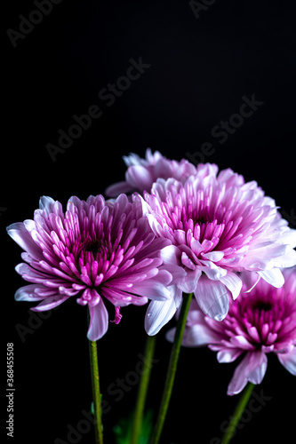 pink chrysanthemum flower