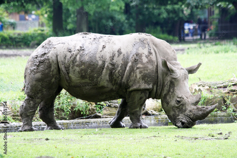 Obraz premium Breitmaulnashorn