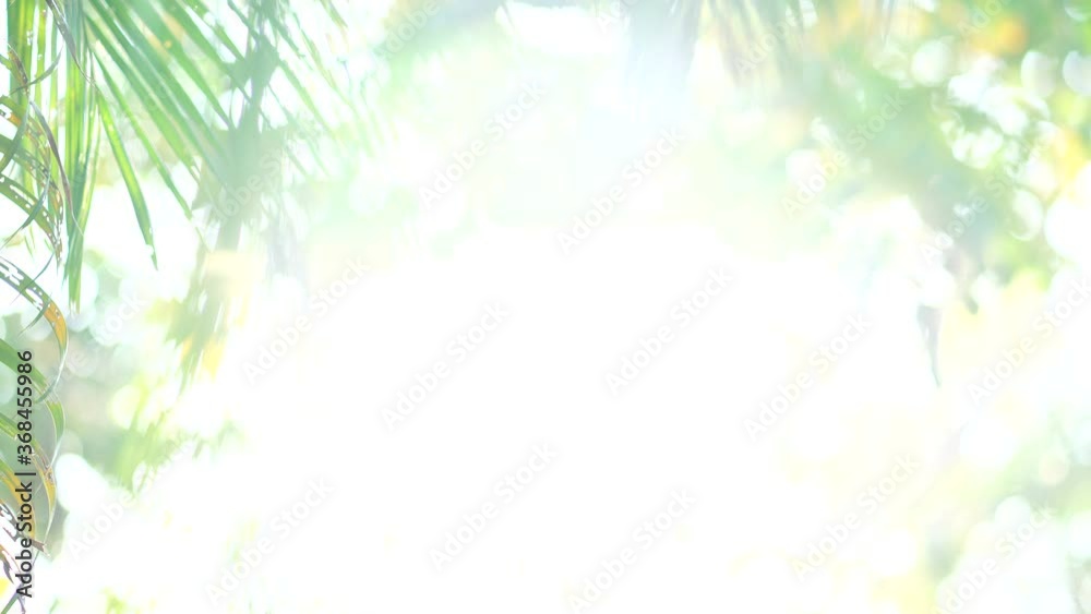 Blurred background bokeh from leaves and sunlight. Nature view of green leaf on blurred greenery background in garden with copy space, Green fresh nature wallpaper concept. Blurred background bokeh from leaves and sunlight. Nature view of green leaf on blurred greenery background in garden with copy space, Green fresh nature wallpaper concept.
