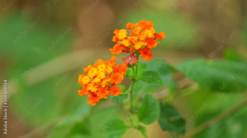 Orange flower in portrait mode. Orange flower in portrait mode.