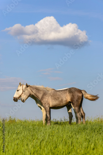 horse on a meadow © Igor