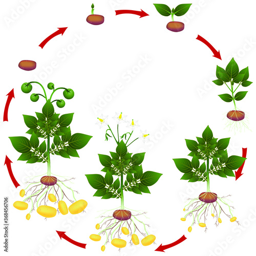 Life cycle of potato plant on a white background.