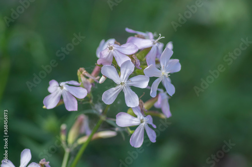 Saponaria officinalis white pink flowering soapweed flowers, wild uncultivated plant in bloom