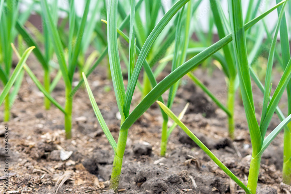 garlic plantation is cultivated in the garden. selective focus garlic plantation is cultivated in the garden. selective focus
