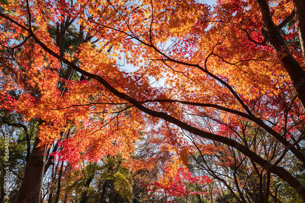 Autumn Leaves in a Park in Osaka, Japan 