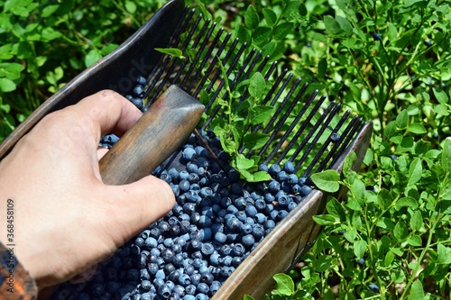 Man is picking blueberries with a special comb