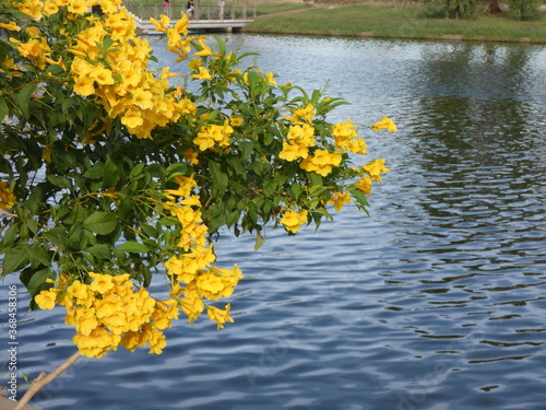 Yellow flowers and water in the park