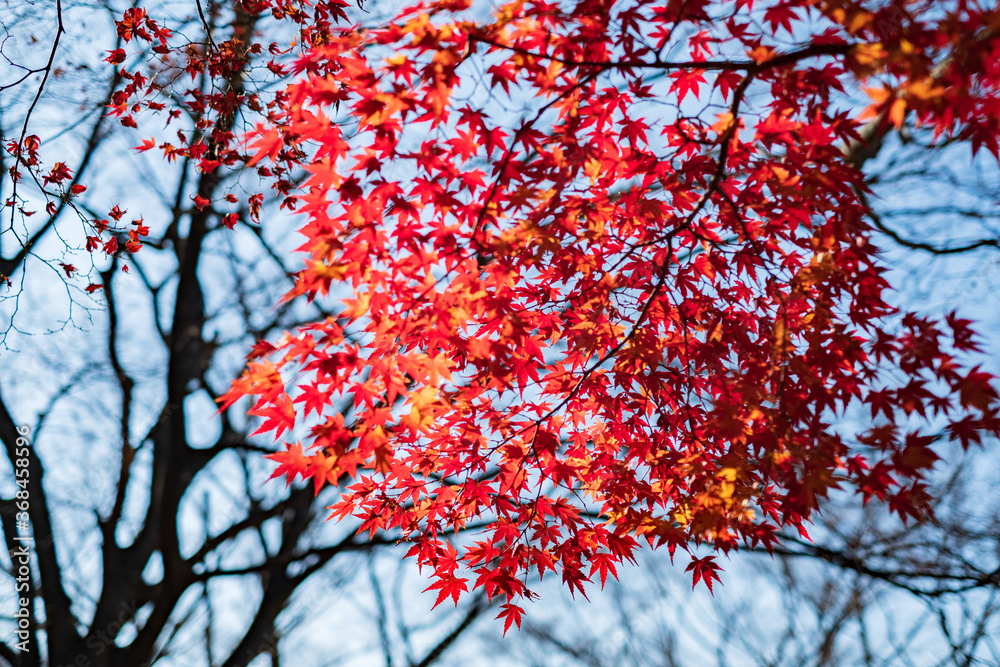 Autumn Leaves in a Park in Osaka, Japan Autumn Leaves in a Park in Osaka, Japan
