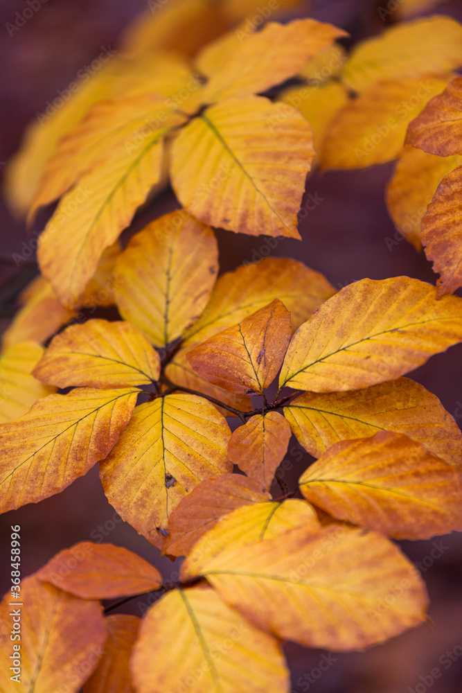 yellow autumn leaves