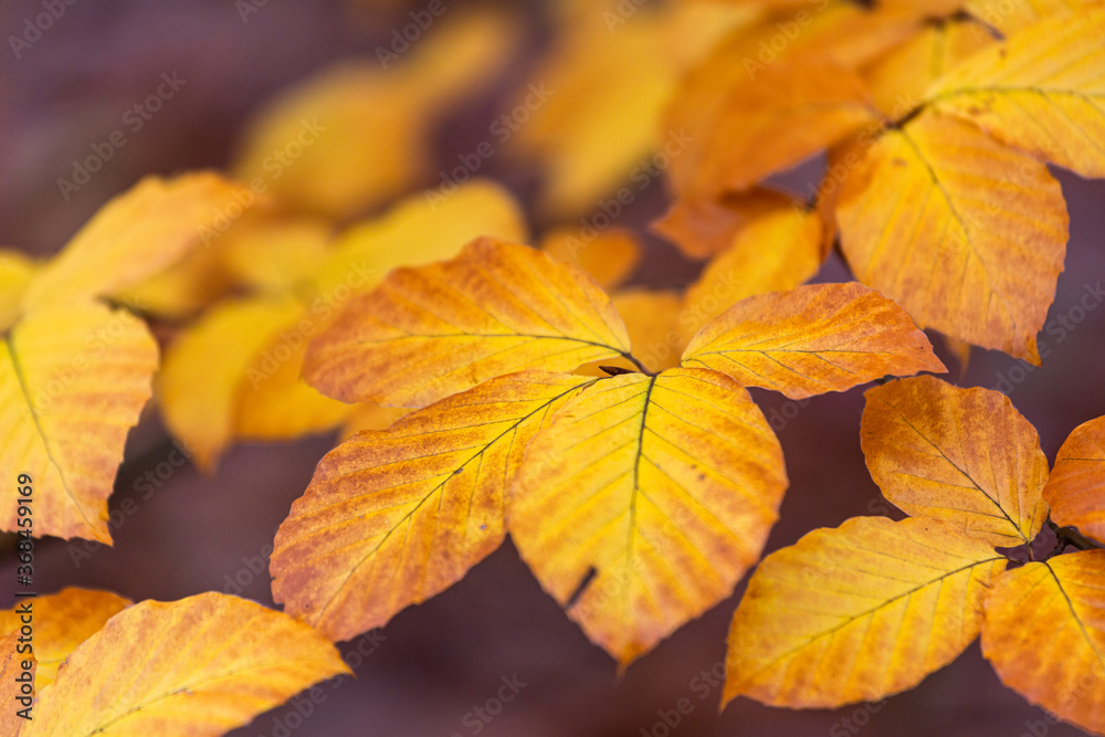 yellow autumn leaves