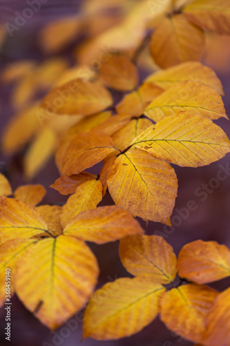 yellow autumn leaves © EriksZ