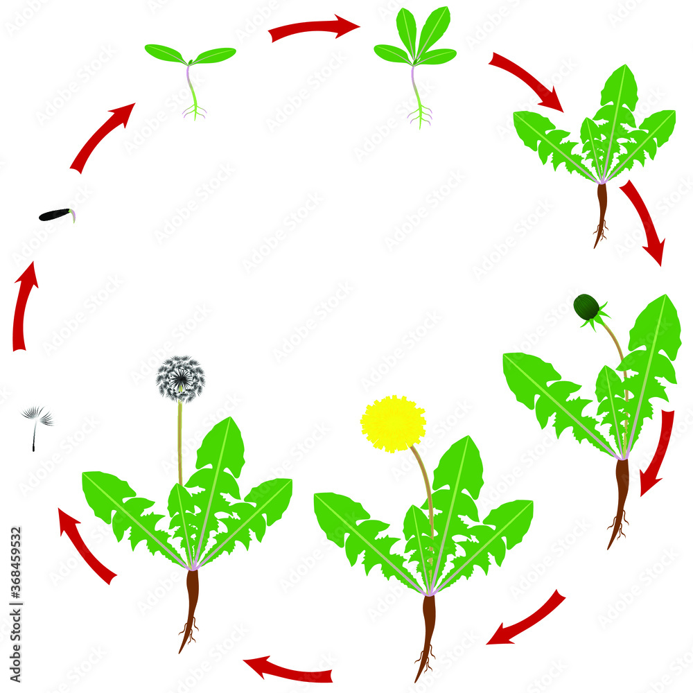 The life cycle of a dandelion plant is isolated on a white background.  Stock Vector | Adobe Stock
