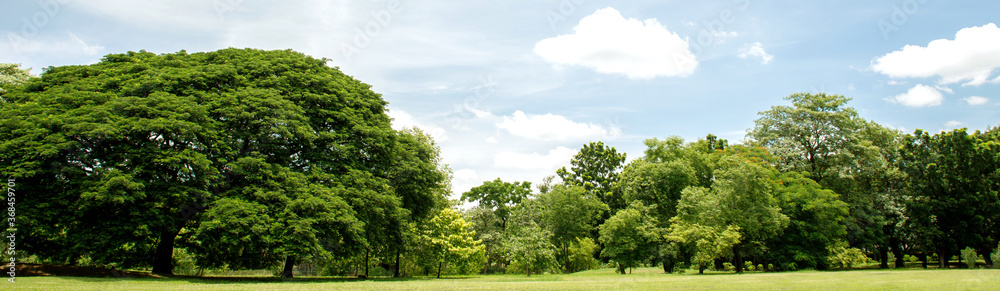 park tree in nature green and Lawn background,  in garden summer outdoor.