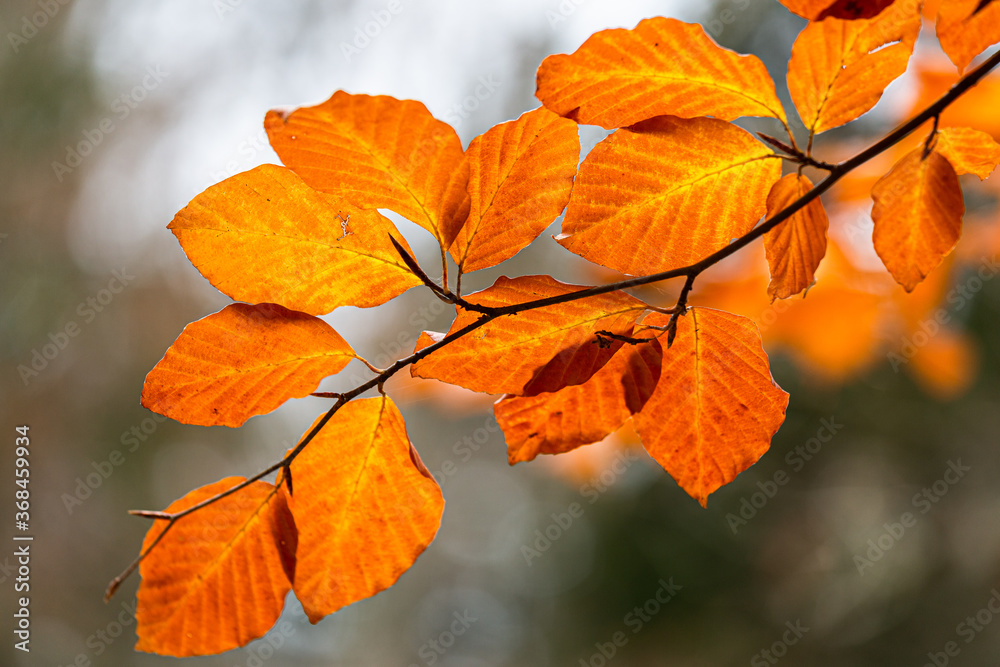 yellow autumn leaves yellow autumn leaves