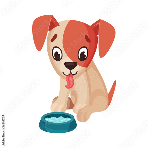 Funny Jack Russell Terrier Character Drinking Water Vector Illustration