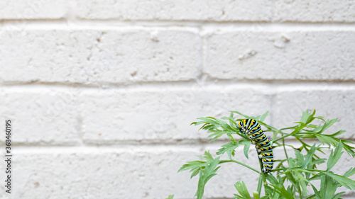 Eastern Swallowtail Caterpillar on Carrot Plant With White Brick Background