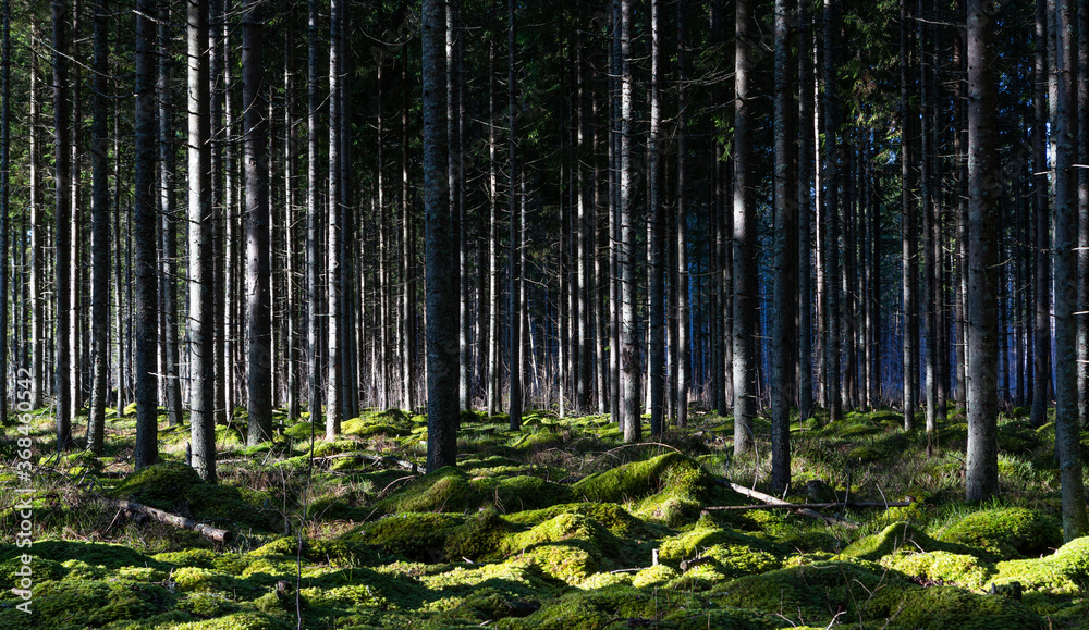 pine three and old withered trees in forest wit reflections pine three and old withered trees in forest wit reflections