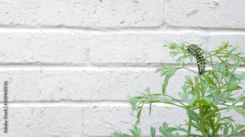 Eastern Swallowtail Caterpillar on Carrot Plant With White Brick Background