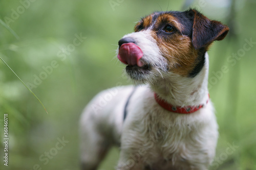 Fototapeta Naklejka Na Ścianę i Meble -  Jack Russell terrier in park with water, beautiful blurry colors