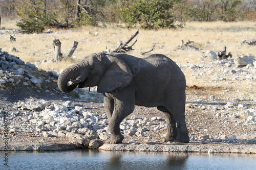 Elephant at the waterhole  Etosha National Park  Namibia  Africa