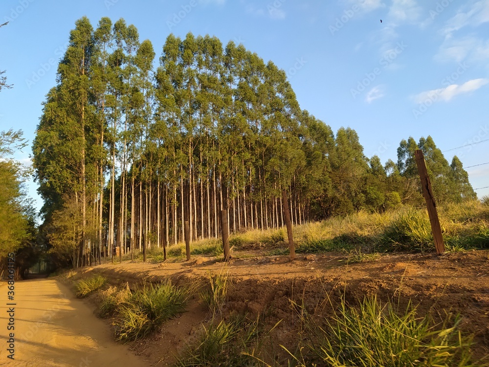 Fototapeta premium Trees amid peace