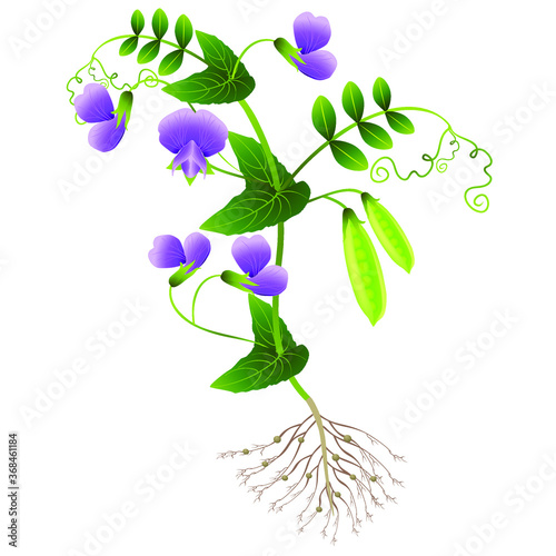 Plant peas with roots on a white background.