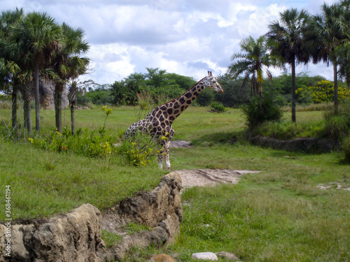 Canvas Print Giraffe walking from behind a cliff