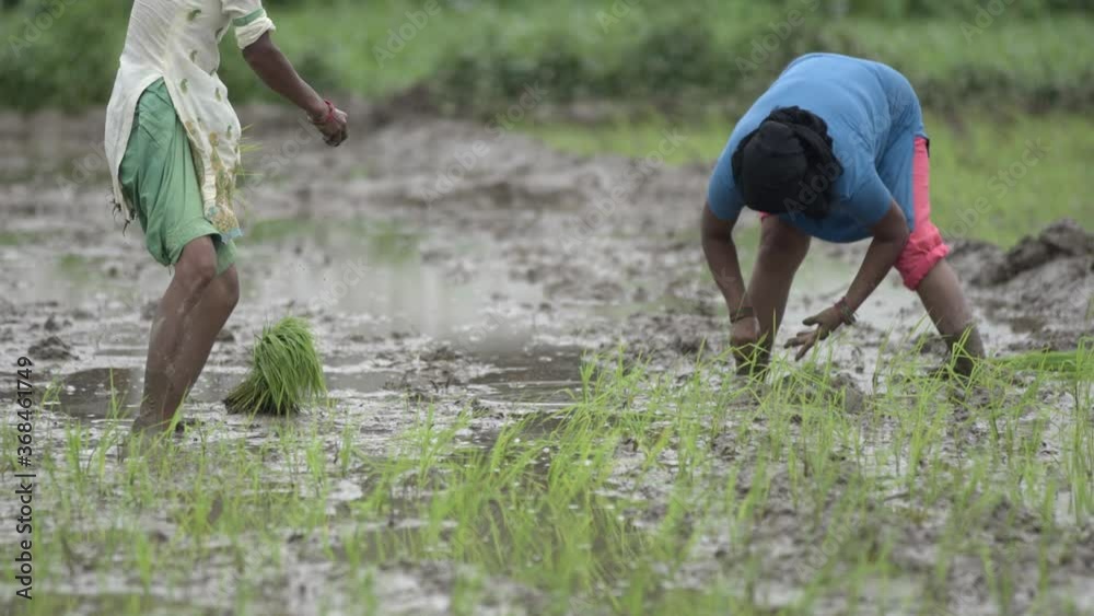 Indian farmer workers working on the rice paddy fields in Uttarakhand, North India. Apple prores 422 4k