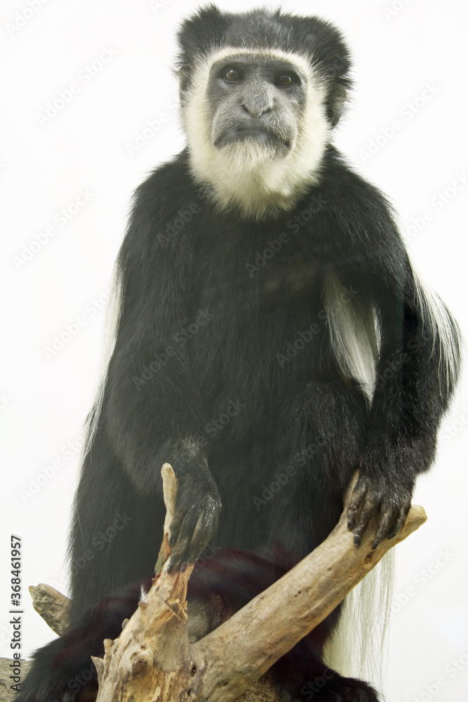 Obraz premium Mantelaffe