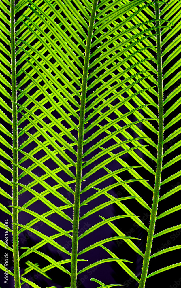 green palm leaves grow on black background green palm leaves grow on black background