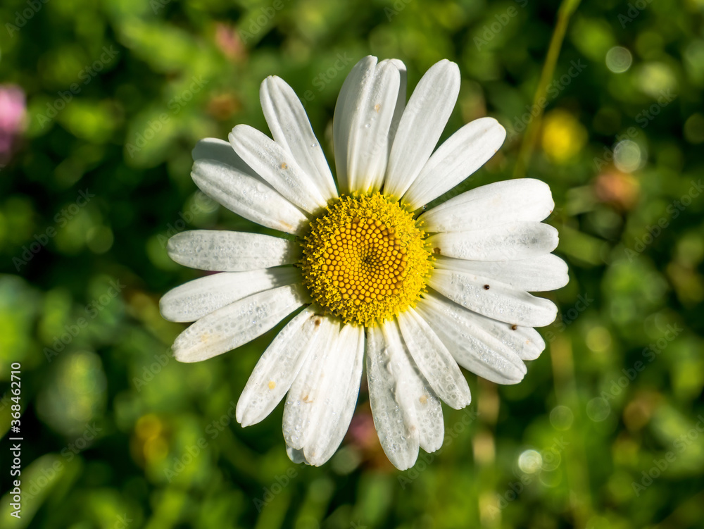 Leucanthemum vulgare also known as ox-eye daisy, oxeye daisy, dog daisy flower. Close up with a yellow white flower. Leucanthemum vulgare also known as ox-eye daisy, oxeye daisy, dog daisy flower. Close up with a yellow white flower.