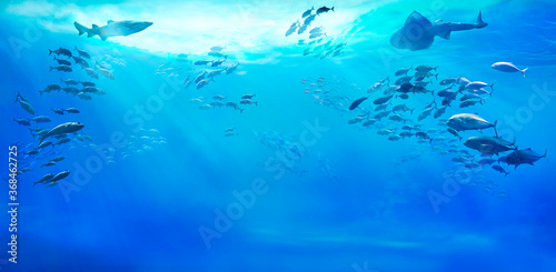 Large school of fish in the tropical sea. Life in the ocean. Underwater view. 