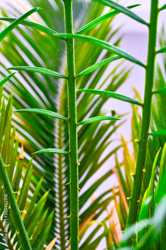 green palm leaves grow on white background