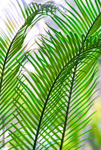 green palm leaves grow on white background