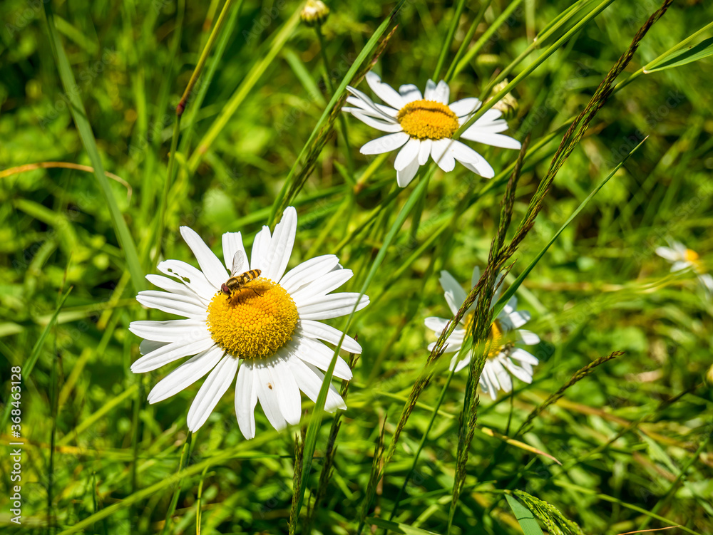 Honey bee on a Leucanthemum vulgare daisy flower collecting pollen. Honey bee on a Leucanthemum vulgare daisy flower collecting pollen.