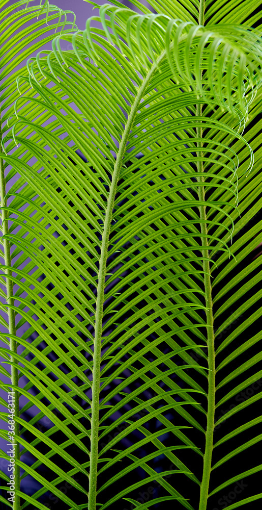 palm leaves grow on black background palm leaves grow on black background