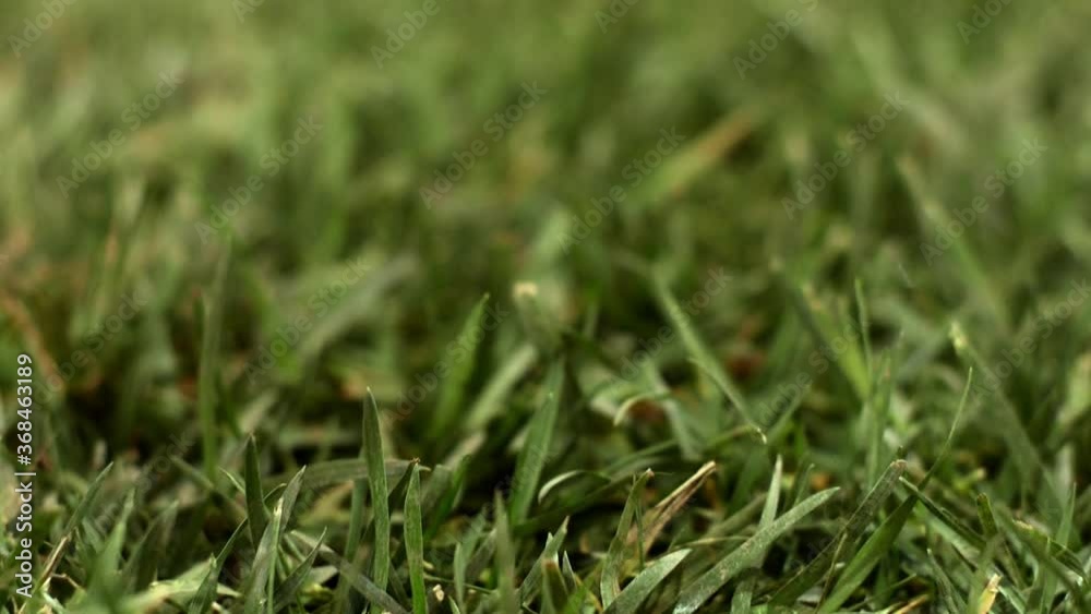Green grass. Slider camera movement. Green grass. Slider camera movement.