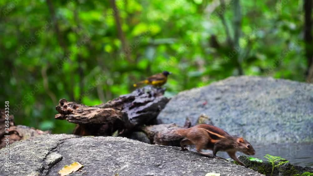 The squirrel walks to find food to eat. The squirrel walks to find food to eat.