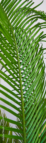 green palm leaves grow on white background