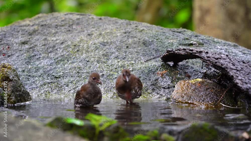 Baby Red-legged Crake in the pond. Baby Red-legged Crake in the pond.