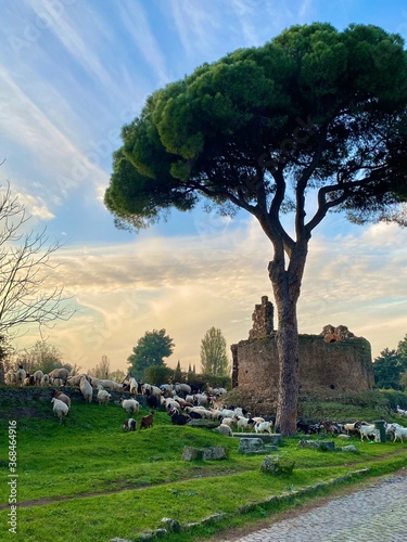 Via Appia Antica, Rome, Italy photo