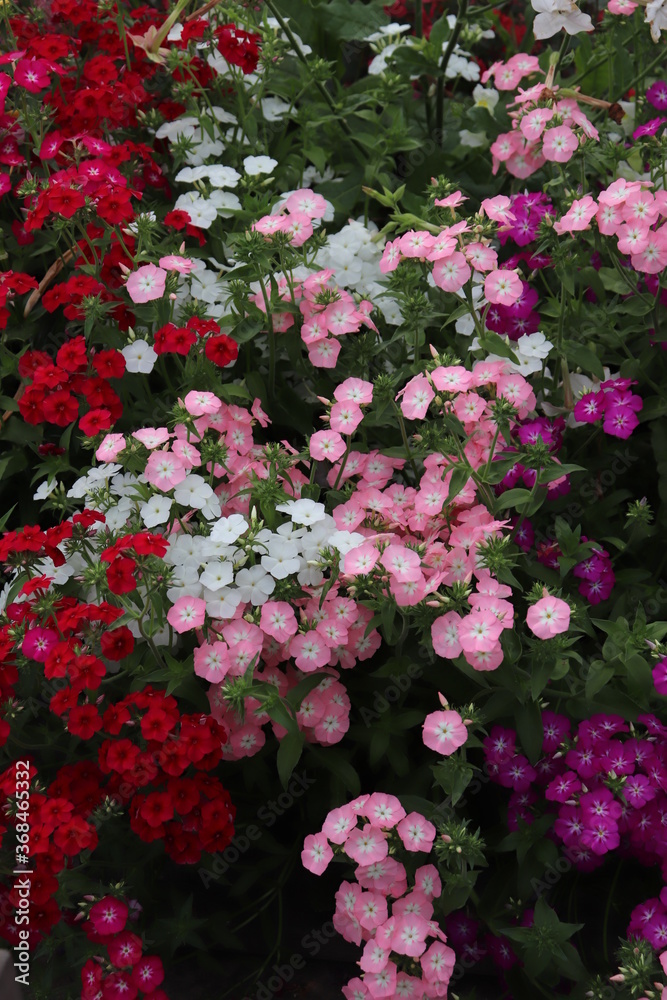 pink flowers in the garden pink flowers in the garden