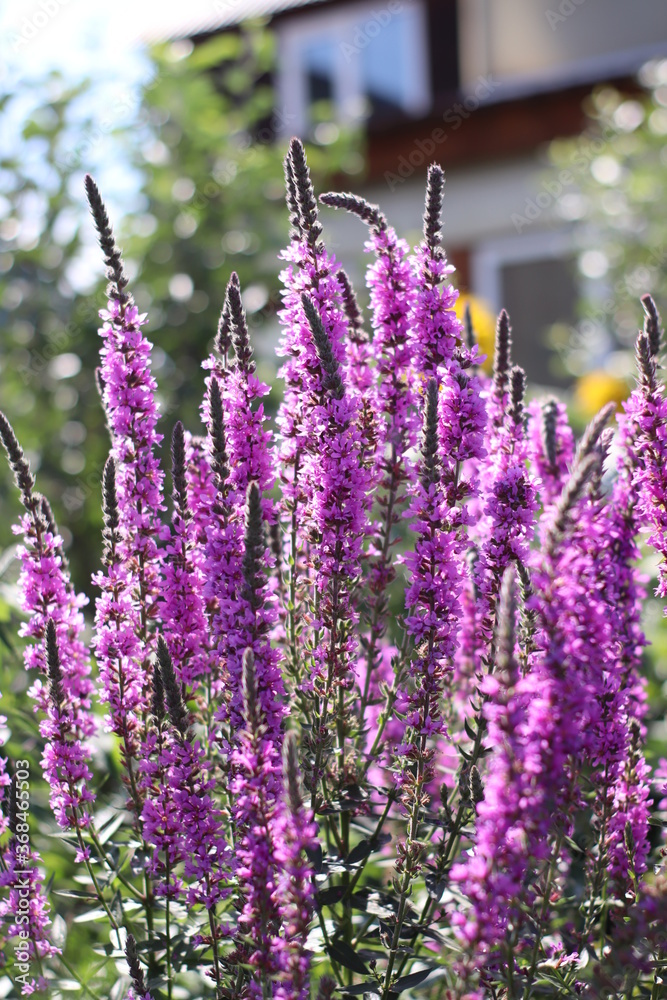 Fototapeta premium lavender in provence