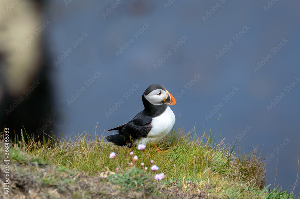 Fototapeta premium Puffins perched on a grassy cliff at Bempton Cliffs, Bridlington, East Yorkshire