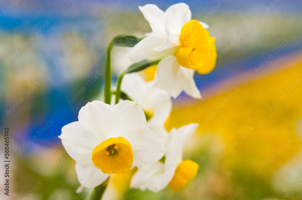 Scientific name is Narcissus tazetta var. chinensis. Scientific name is Narcissus tazetta var. chinensis.