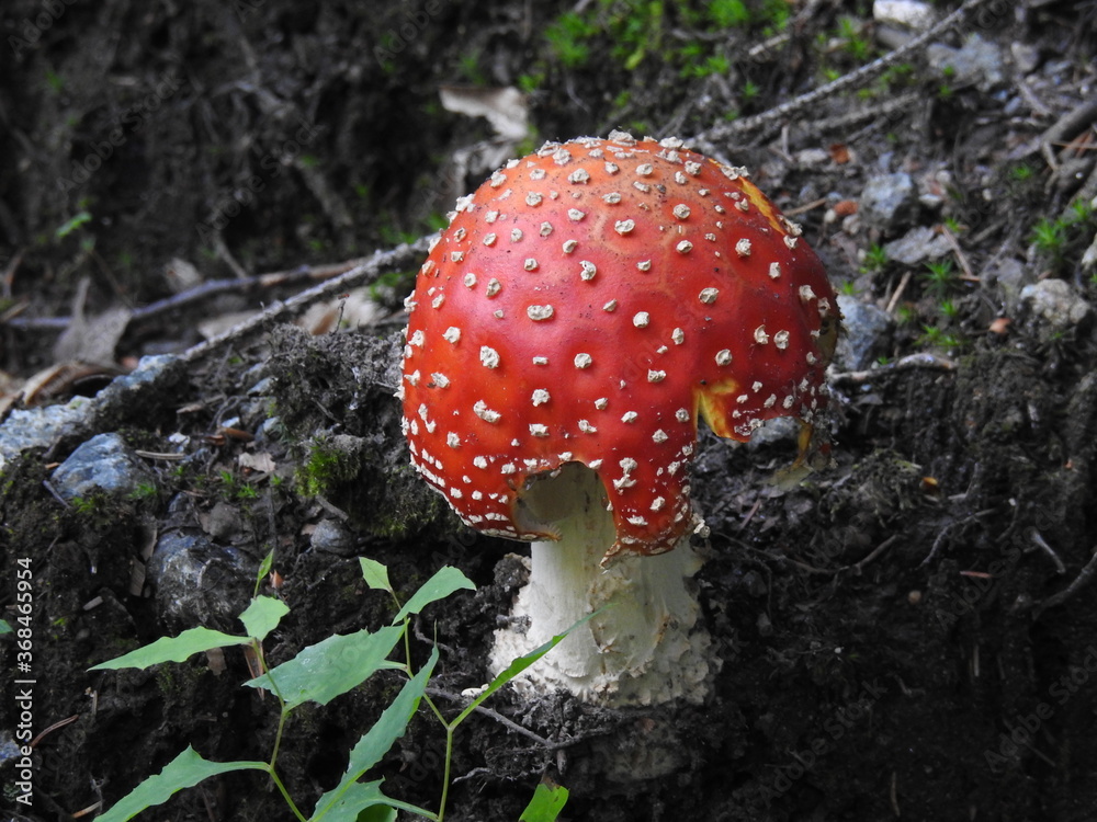 Muchomor czerwony - grzyby i lasy, grożny i ładny, tło Muchomor czerwony - grzyby i lasy, grożny i ładny, tło